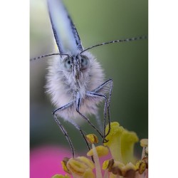 Laowa 100/2.8 Ultra-Macro 2X APO Sony FE | Lente Macro 2X Leofoto para Sony FE