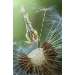 Laowa 100/2.8 Ultra-Macro 2X APO Sony FE | Lente Macro 2X Leofoto para Sony FE