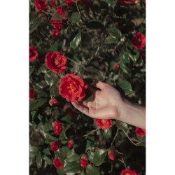 Polaroid Cartucho Hi-Print 2x3 | Pack de 60 hojas adhesivas para impresiones continuas